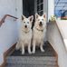 Tamara Adler - Facebook