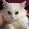 tamtamico - @tamtamico - TikTok
