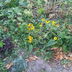 Tami Blackburn - @tamiblackburn51 - Instagram