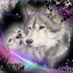 Tamara Brannon - @wolveslover1 - Instagram