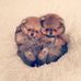 Tami Chase - Facebook
