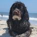 Tami Alexander Collier - Facebook