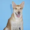 Ares - @tami.collins7 - TikTok