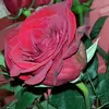 Tami Collins - @tami.collins0 - TikTok