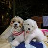 Cotton & Tami - @cottontami - TikTok