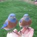 Tami Cross - Facebook