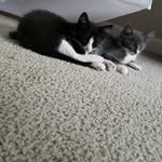 Tami Crowley & Ferragus - @tami.crowley.ferragus - Instagram