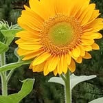 Tami Culver - @culver2507 - Instagram