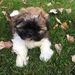 Tami Dahl - @dahl3516 - Instagram