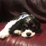 Tami Dale - @bookspaniel - Instagram