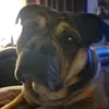 dog mom - @dolantami1 - TikTok