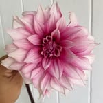 Tami Dawson • Edible flowers • Dahlias - @tami.gardens - Instagram