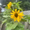 tammy.foreman - @tammy.foreman - TikTok