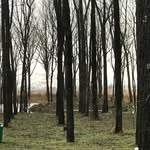 Tami Graham - @diamondbarktrees - Instagram