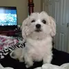 Tami Hanks - @tamihanks - TikTok