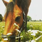 Tami Hoffmann - @halinchen_zickchen_ - Instagram