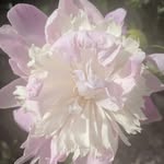 Tami Hornell - @tami.hornell - Instagram
