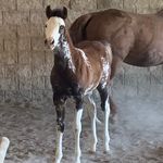 Tami Hutton - @huttonperformancehorses - Instagram