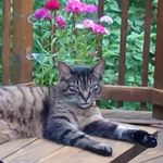Tami Knapp - @poocat13 - Instagram