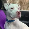 Tami jean Lowe - @stormisthebestpup - TikTok