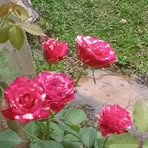 Tami Navarro - Facebook