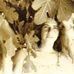 Tami Pfeffer - Facebook
