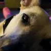 Tamirenner1 - @tamirenner1 - TikTok