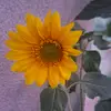 🌻 - @tamirivas1 - TikTok