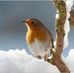 Tami Rossi - Facebook