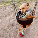 Tami Shaw Parham - @sadywhiskersharry - Instagram