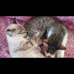 Tami y Silver - @tamisilversito - Instagram