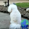 WGDM "Worlds Greatest Dog Mom" - @tamitompkins3 - TikTok