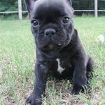 Tami Turner - @w_b_frenchies - Instagram