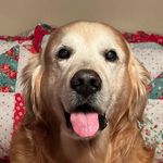 Tami Anderson Watts - @hammer_ky_goldenboy - Instagram