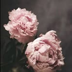 Tamara Wirth - Facebook