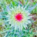 Tamiko Mitchell - Facebook