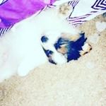 litlikemiya - @williams.tamiya - Instagram