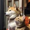Happynuts - @tammiebaugh - TikTok