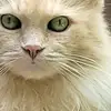 Tammy Laycock-Akins - @tammy.laycockakin - TikTok
