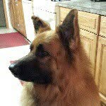 Tammy Andersen - @king_shepherd101 - Instagram