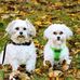 Tammy Anglin Cutshall - Facebook