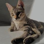 cichan tammy mochi archie - @cimychie - Instagram