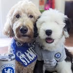 Stamford & Archibald - @stammyandarchie - Instagram