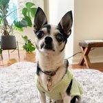tammy ruth bader ginsburg - @tinytammyruth - Instagram
