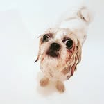 Edgar Tammy Barney Blue - @its_mostly_us - Instagram