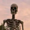 Tammy Beard877 - @ferry_farm_skeletons - TikTok