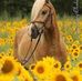 Tammy Benoit - Facebook