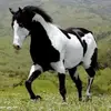 sunka - @tammyschonberner - TikTok