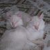 Tammy Bittner - Facebook