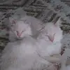 Tammy Bittner - @tammy.bittner - TikTok
